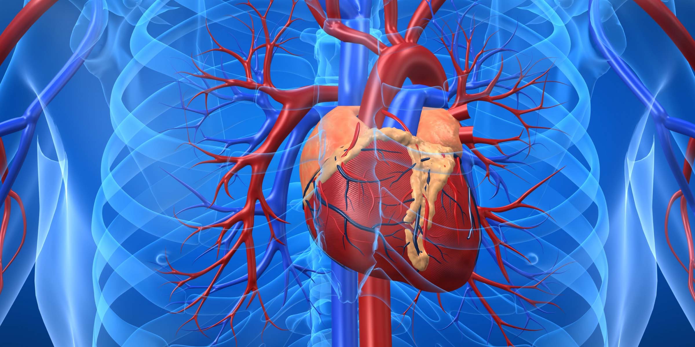 Нарушения функции кровообращения. Коронарное шунтирование сосудов сердца. Сердечно сосудистая система. Сердечнослсудистая система.